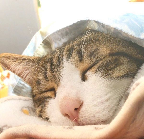 布団にくるまるきゅうちゃん
