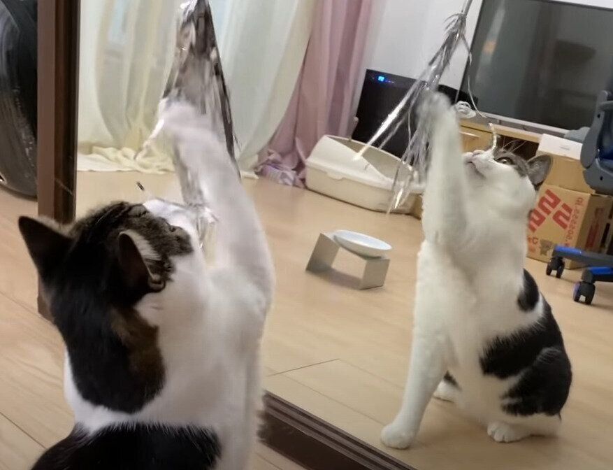 鏡に映る猫