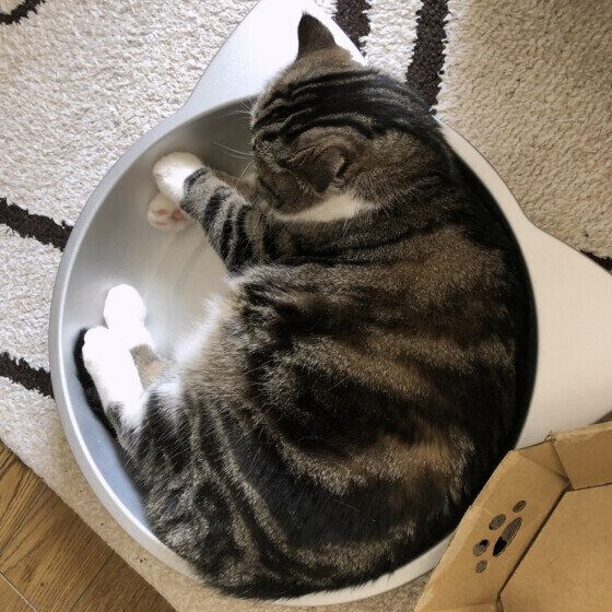 猫鍋に入る大福くん