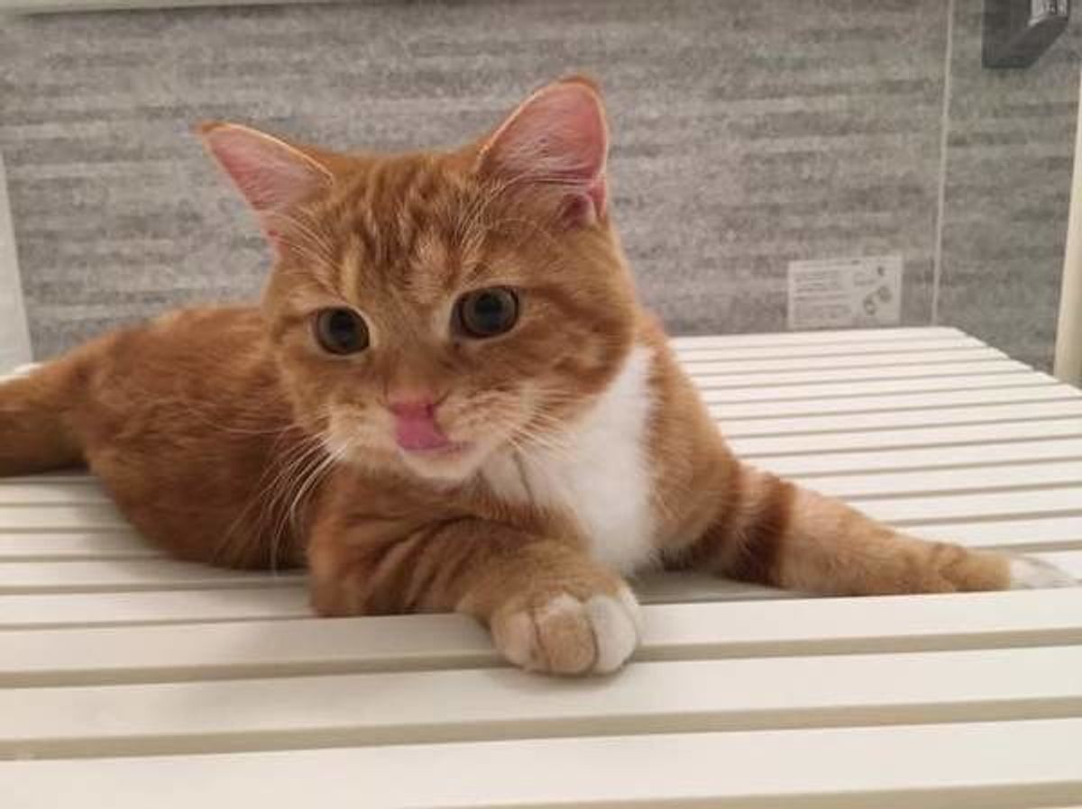 獣医師監修 子猫のお風呂はいつから 嫌がる時の対処法も ねこのきもちweb Magazine