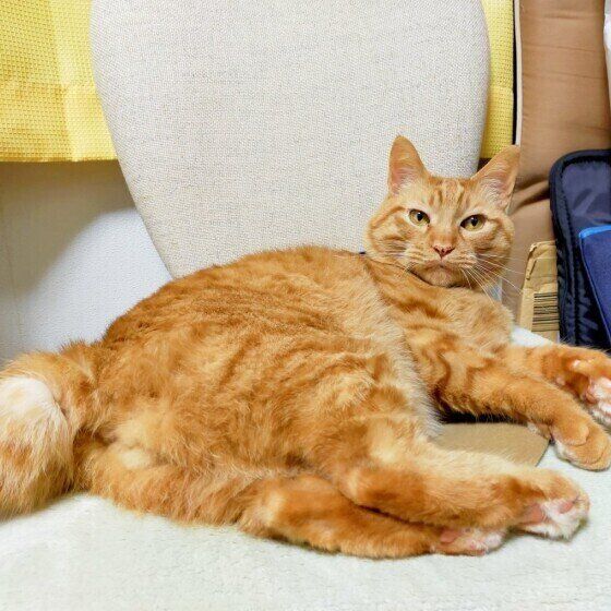 茶トラのムギコちゃん