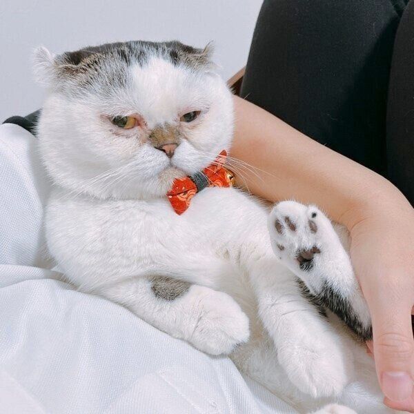 お腹の上に乗って甘えるマルジェラくん