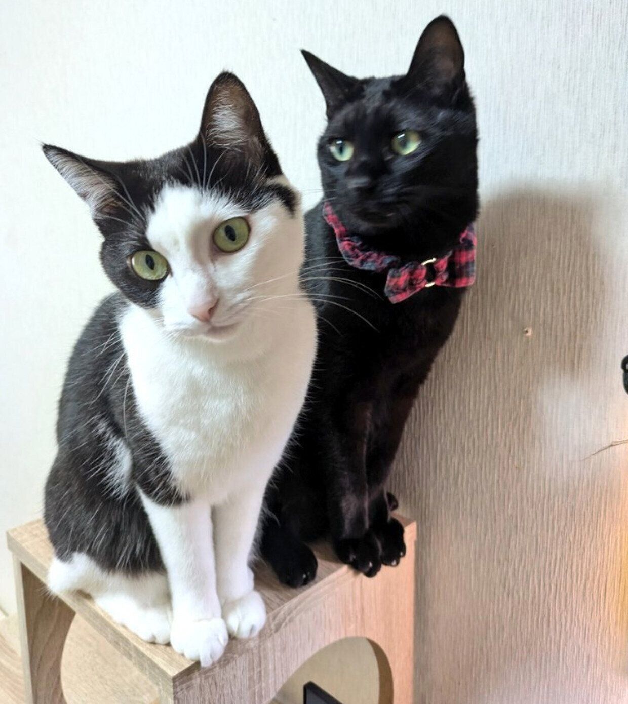 豆大福ちゃんともなかくん