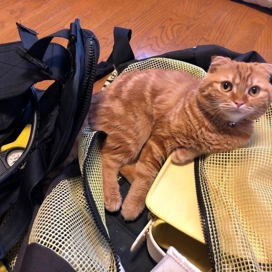猫飼いあるあるu2026♡なぜか作業を邪魔する猫８選｜ねこのきもちWEB MAGAZINE