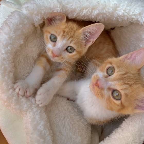 ももちゃん　MIX　茶×白