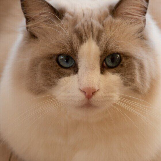 おすまし顔をするラグドール