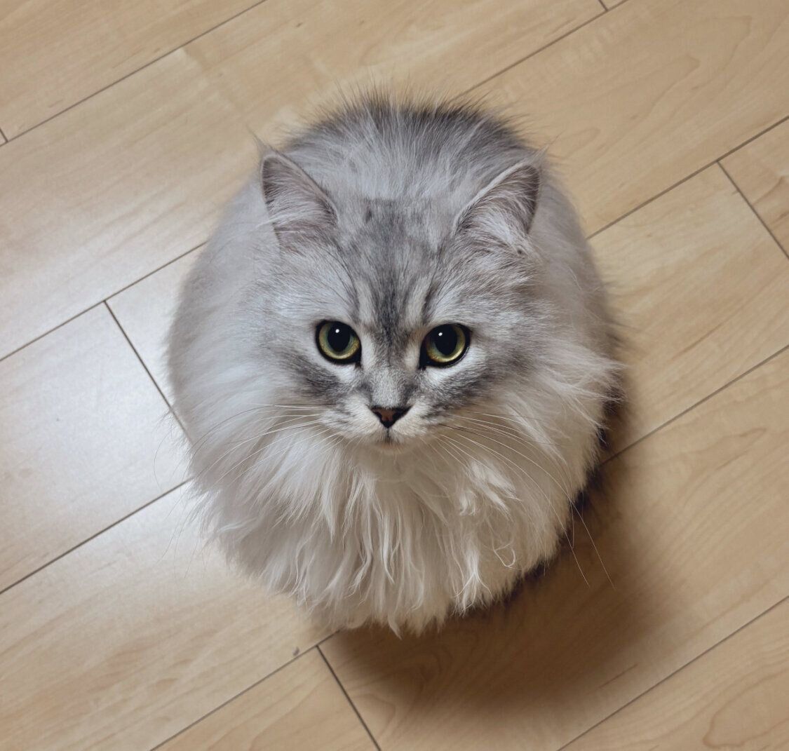 じっと見つめるすぴくん