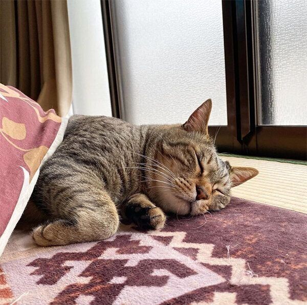 こたつでまったりするこんぶちゃん