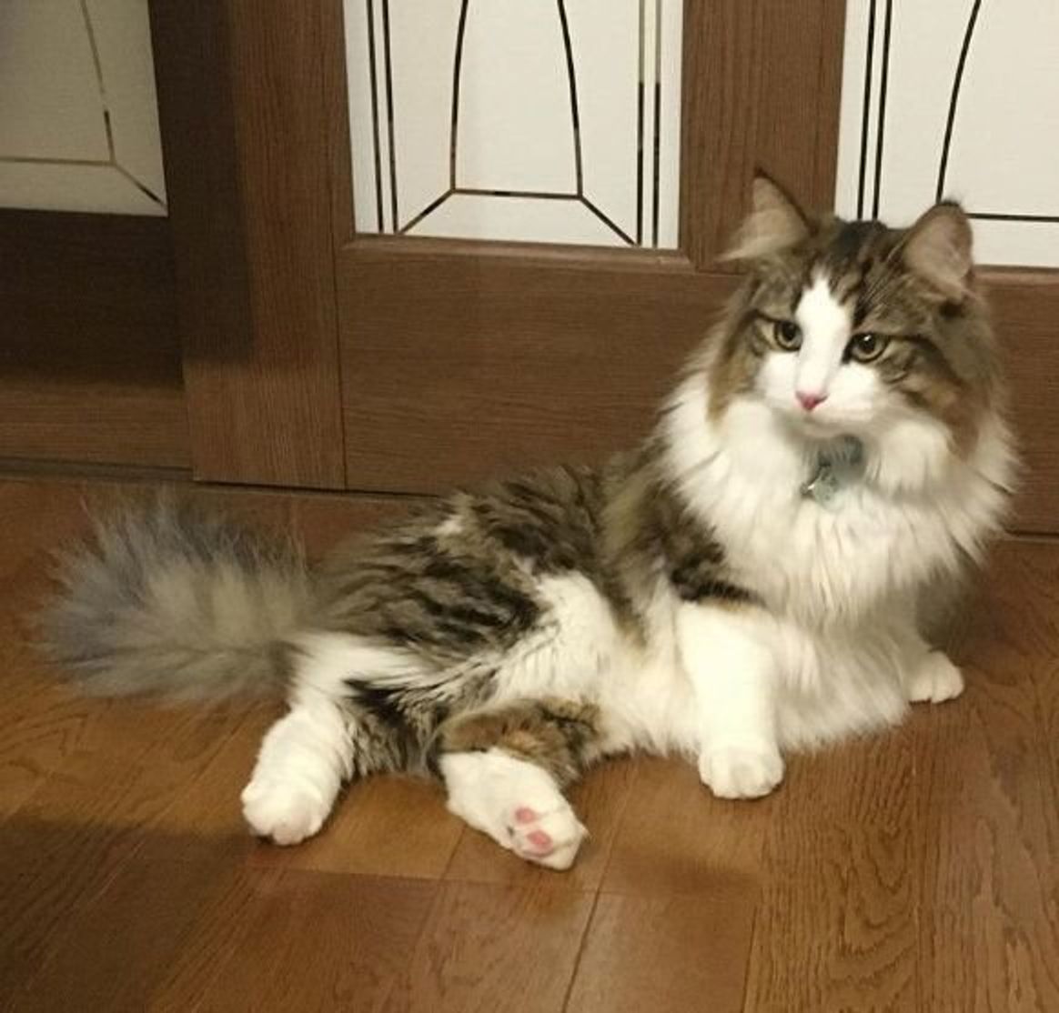 凛々しい 猫の スフィンクス座り からわかる気持ち 実は期待してた ねこのきもちweb Magazine 凛々しい 猫の スフィンクス座り からわかる気持ち 実は期待してた ねこのきもちweb Magazine