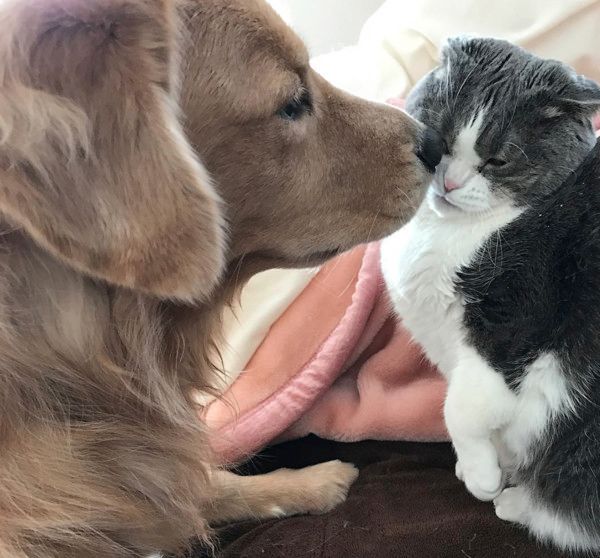 犬の肉球を嗅ぐ猫