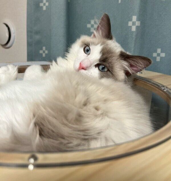 キャットタワーでくつろぐはんぺんくん