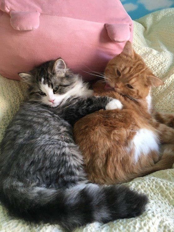 スコティッシュフォールドのレーヴくんたち