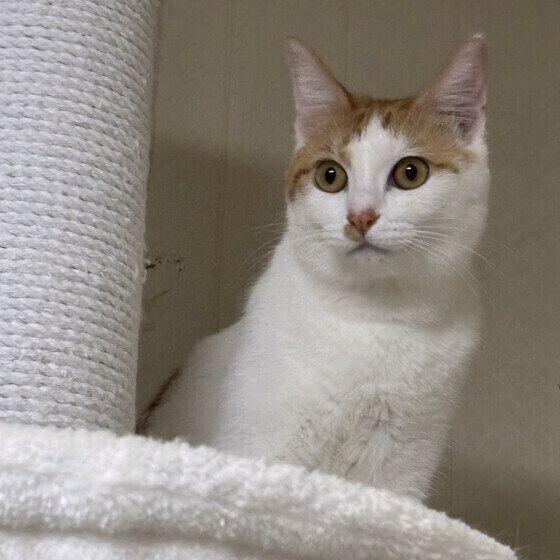 MIX（茶×白）のゆりちゃん