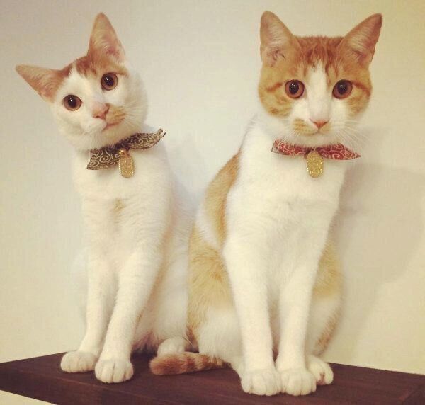 見つめるいちごちゃんとタルトくん