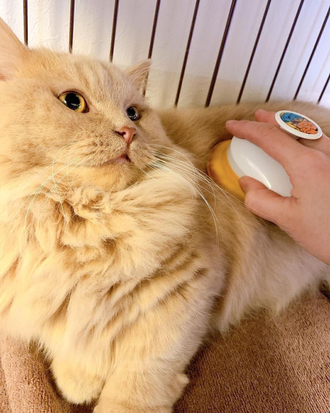 マンチカンのおぴーちゃん