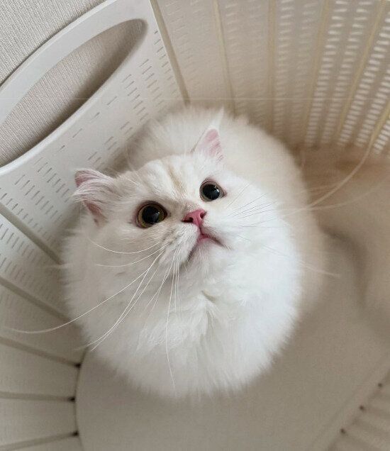 上の方を見るミヌエット