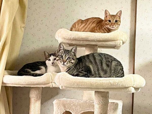 おこめちゃん、おはぎくん、おもちくん