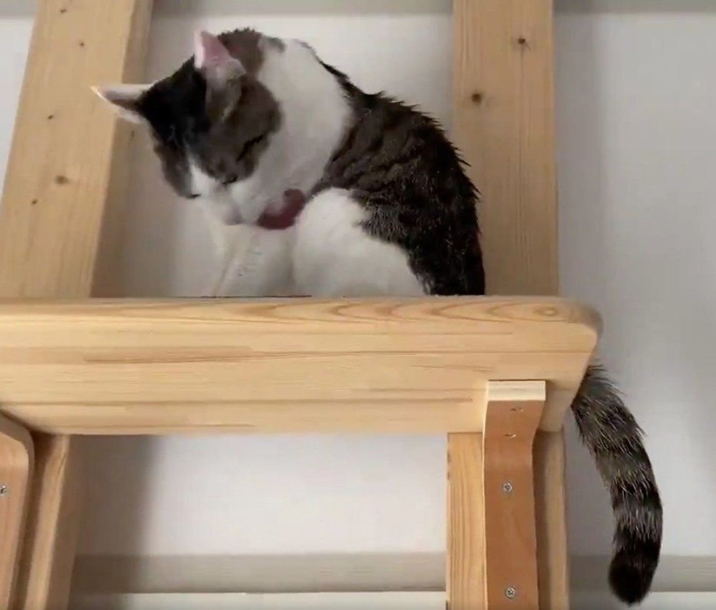 猫のしっぽがボワッとふくらんだときは しっぽでわかる猫の気持ち ねこのきもちweb Magazine 猫のしっぽがボワッとふくらんだときは しっぽでわかる猫の気持ち ねこのきもちweb Magazine