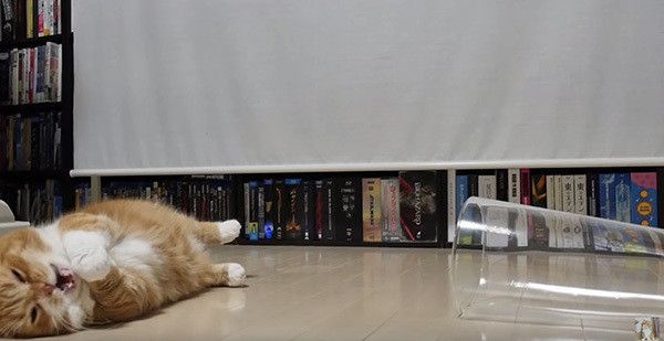 またたびドーナツを食べるマンチカン