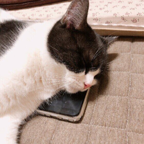 マンチカンのまるくん