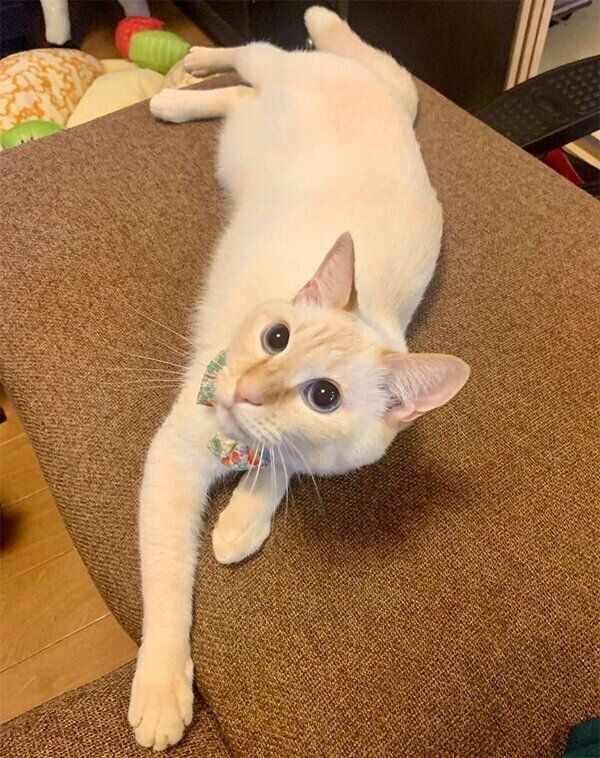 見つめる白玉ちゃん