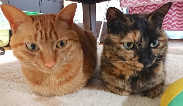 くつろぐちゃこちゃん、くろちゃん