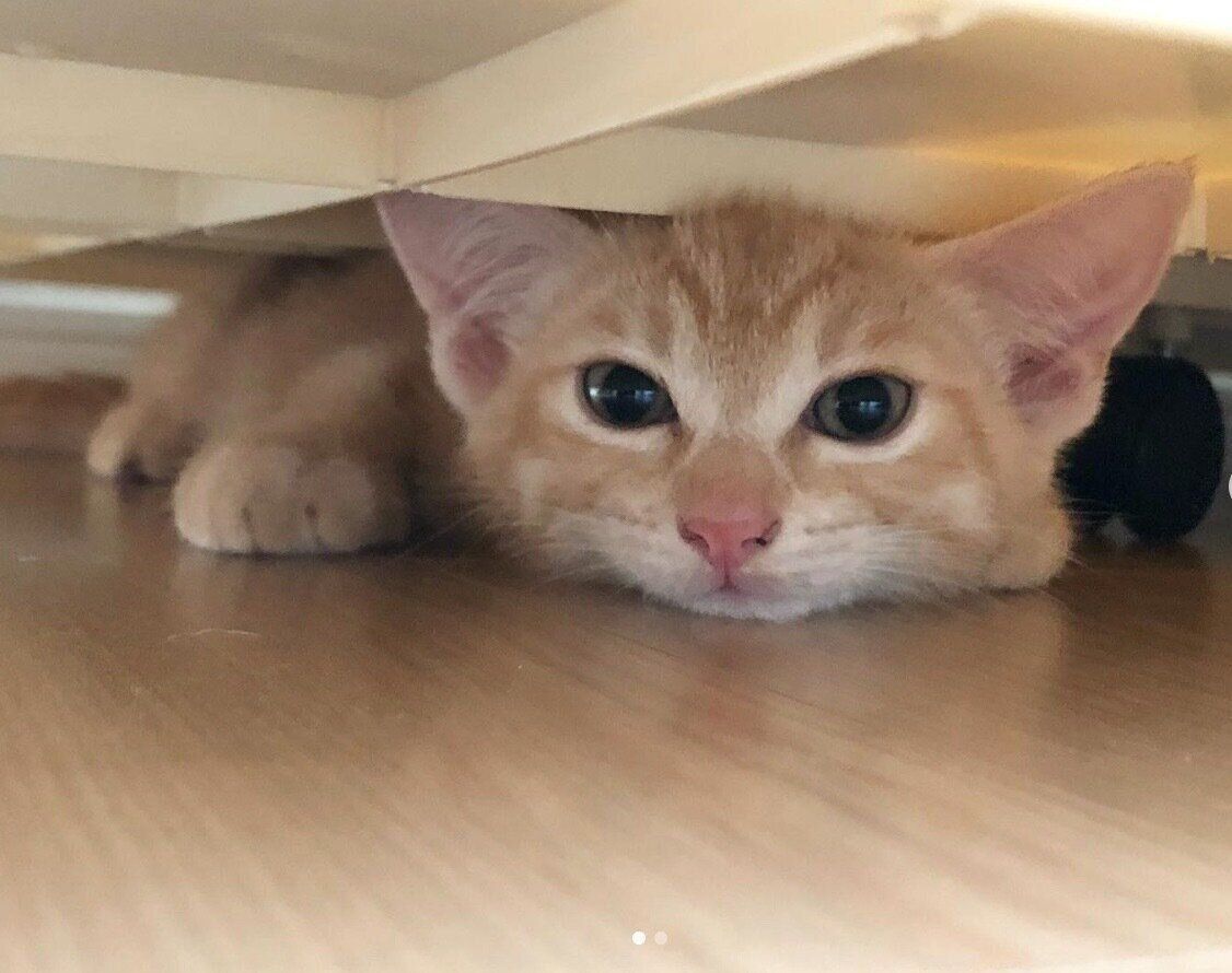 狭い隙間に入るぽっけくん