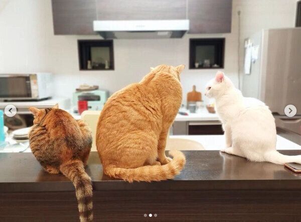 カウンターに並ぶ3匹