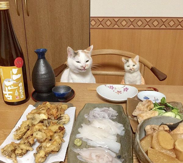 ごはんと猫