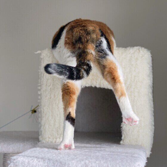 MIXミケのつばきちゃん