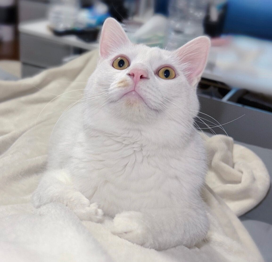 飼い主さんの膝に乗るペルセウスくん