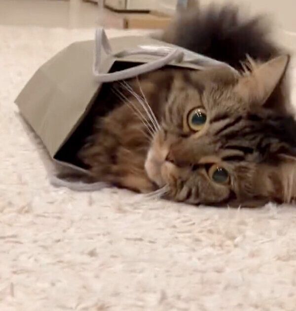 紙袋に入るアーサーくん