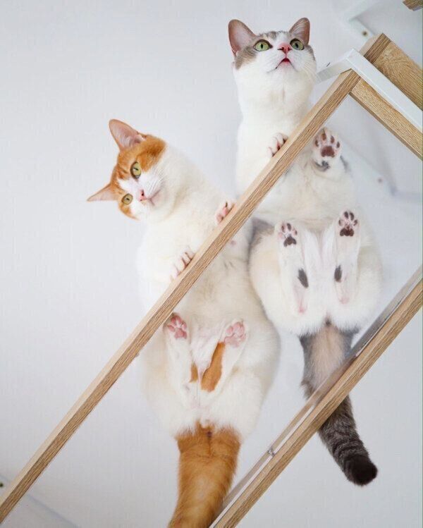 アメリちゃん、カヌレくん