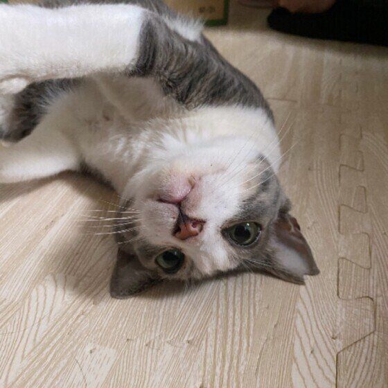 甘えてくるサバトラ猫