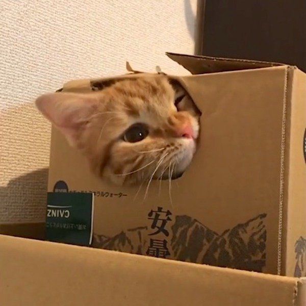 アメリカンショートヘアー