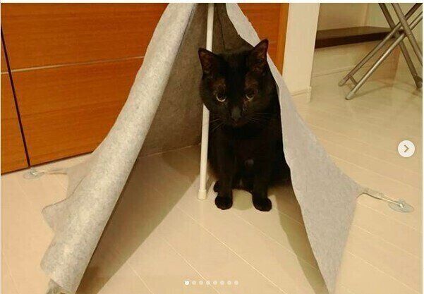 クロロちゃんテント