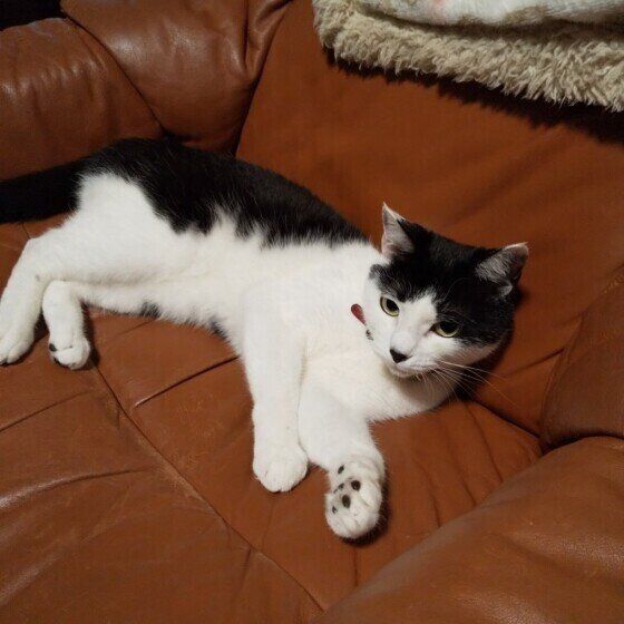 Mix（黒×白）エルちゃん♪