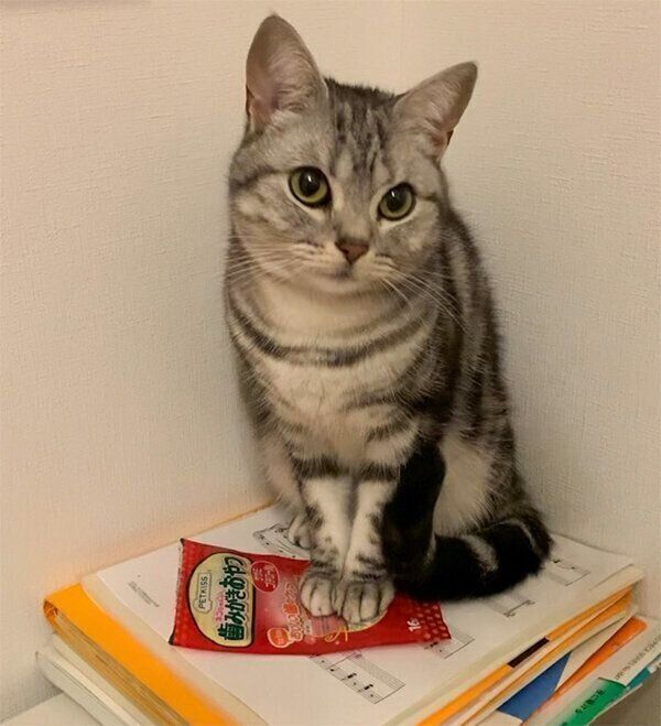 おやつのおねだりをするあんこくん