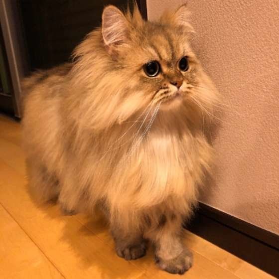 見つめるペルシャ