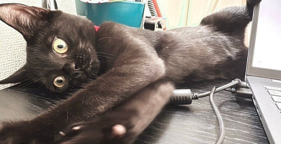 デスクの上でごろんとするジジちゃん