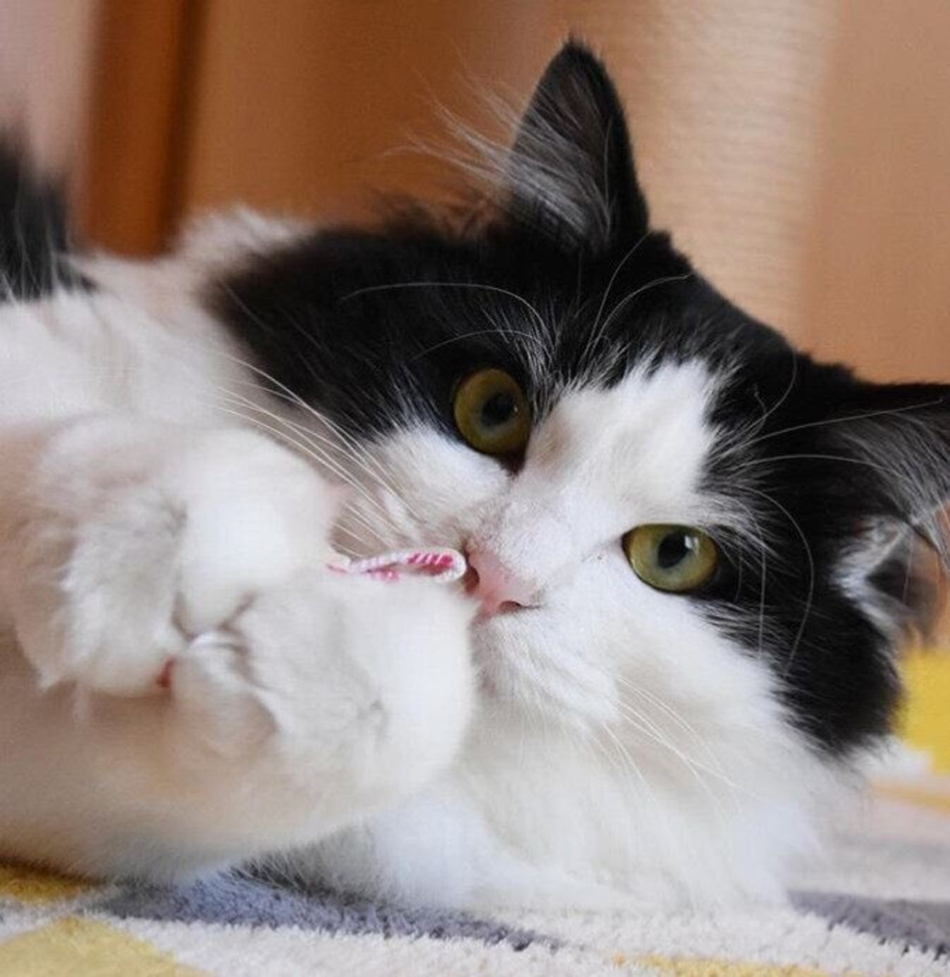 愛猫も大喜び コロコロかわいいテトラ型の手作り猫おもちゃ ねこのきもちweb Magazine 愛猫も大喜び コロコロかわいいテトラ型の手作り猫おもちゃ ねこのきもちweb Magazine