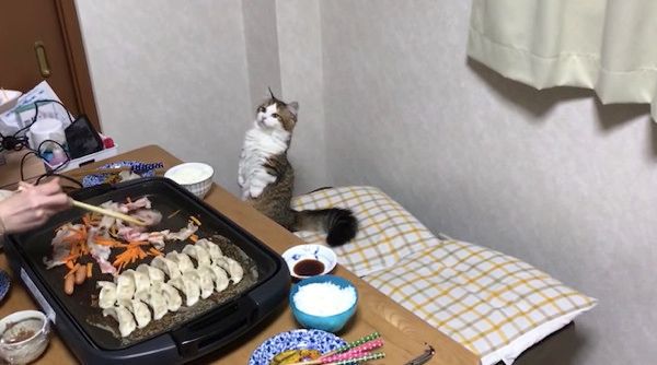 お肉が気になる猫