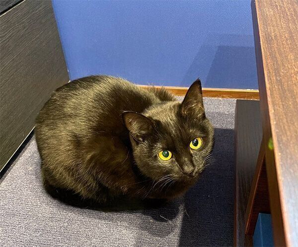 見つめるナッツちゃん