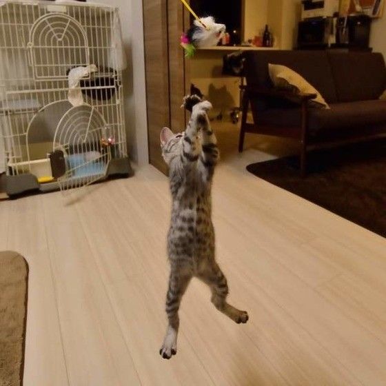 おもちゃめがけてジャンプ