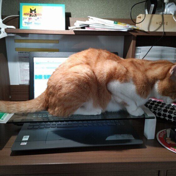 俺を見ろ！という球くん