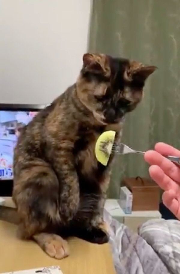 キウイを見てビビるアズメちゃん