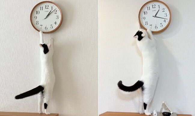 生後4カ月と4才のマンチカン