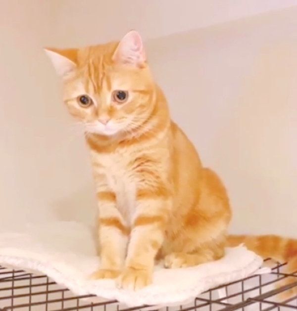 ふみふみする茶トラのhanaちゃん