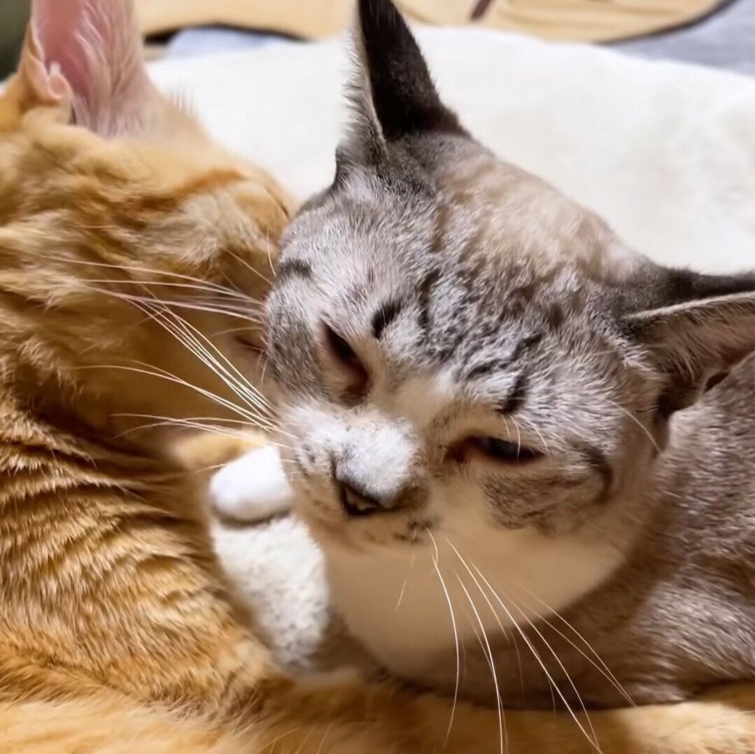 リクちゃんにペロペロしてもらうリタちゃん