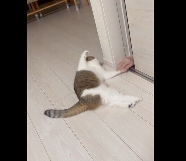 寝る前におばあちゃんと遊ぶチャぺくん